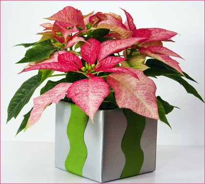 modern poinsettia arrangements