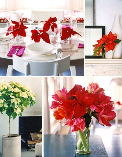 modern poinsettia arrangements