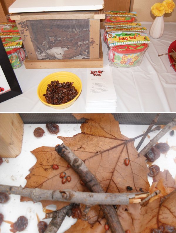 ladybug birthday party