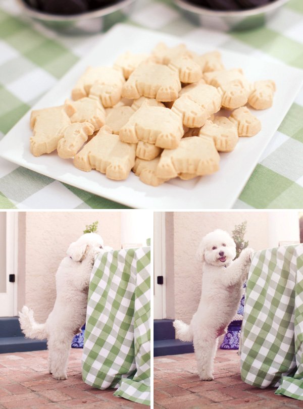 doggy photography poses, including up on the table