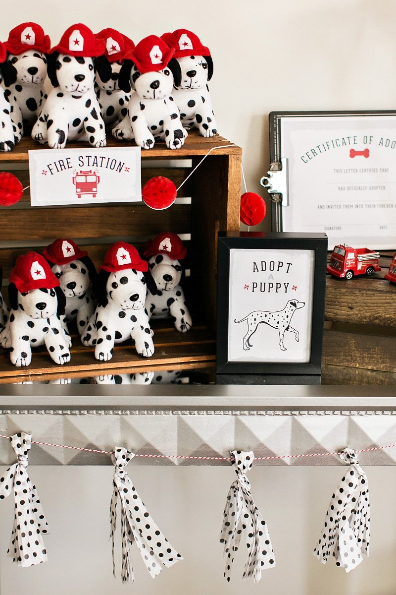 dalmation-adoption